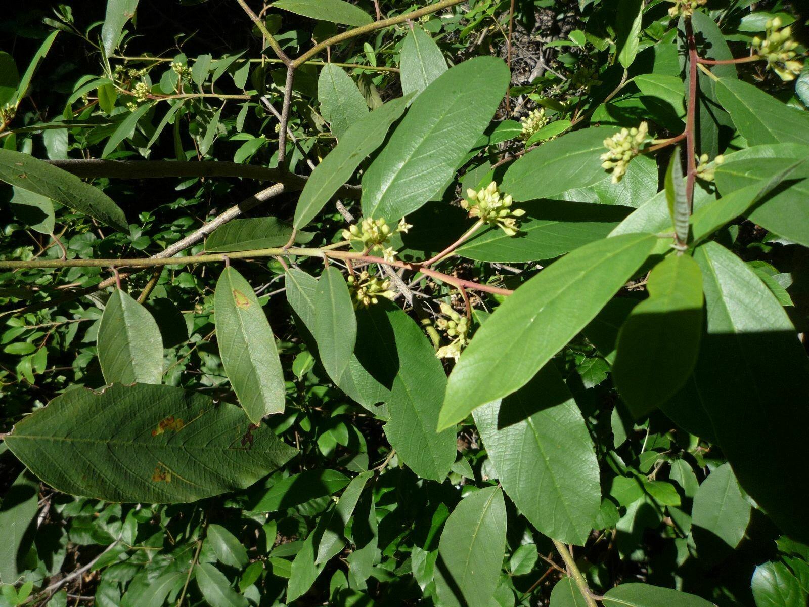 High Resolution Frangula californica Leaf